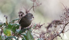 Procarduelis nipalensis