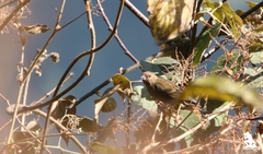 Procarduelis nipalensis