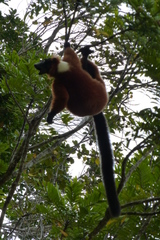 Varecia rubra