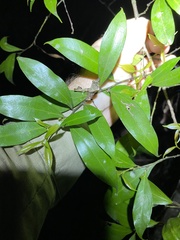 Cryptocarya laevigata