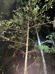 Cryptocarya laevigata