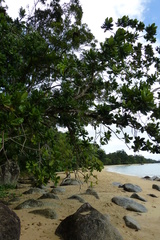 Varecia rubra