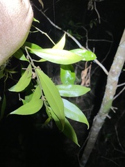 Cryptocarya laevigata