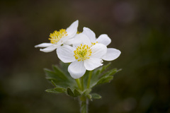 Anemonastrum biarmiense