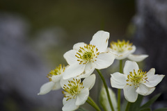 Anemonastrum biarmiense