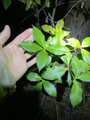 Alyxia magnifolia