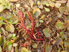 Crassula sinclairii