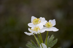 Anemonastrum biarmiense