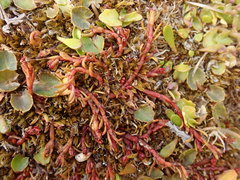 Crassula sinclairii