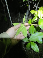 Alyxia magnifolia