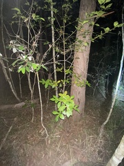 Alyxia magnifolia