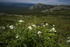 Anemonastrum biarmiense