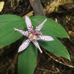 Tricyrtis hirta