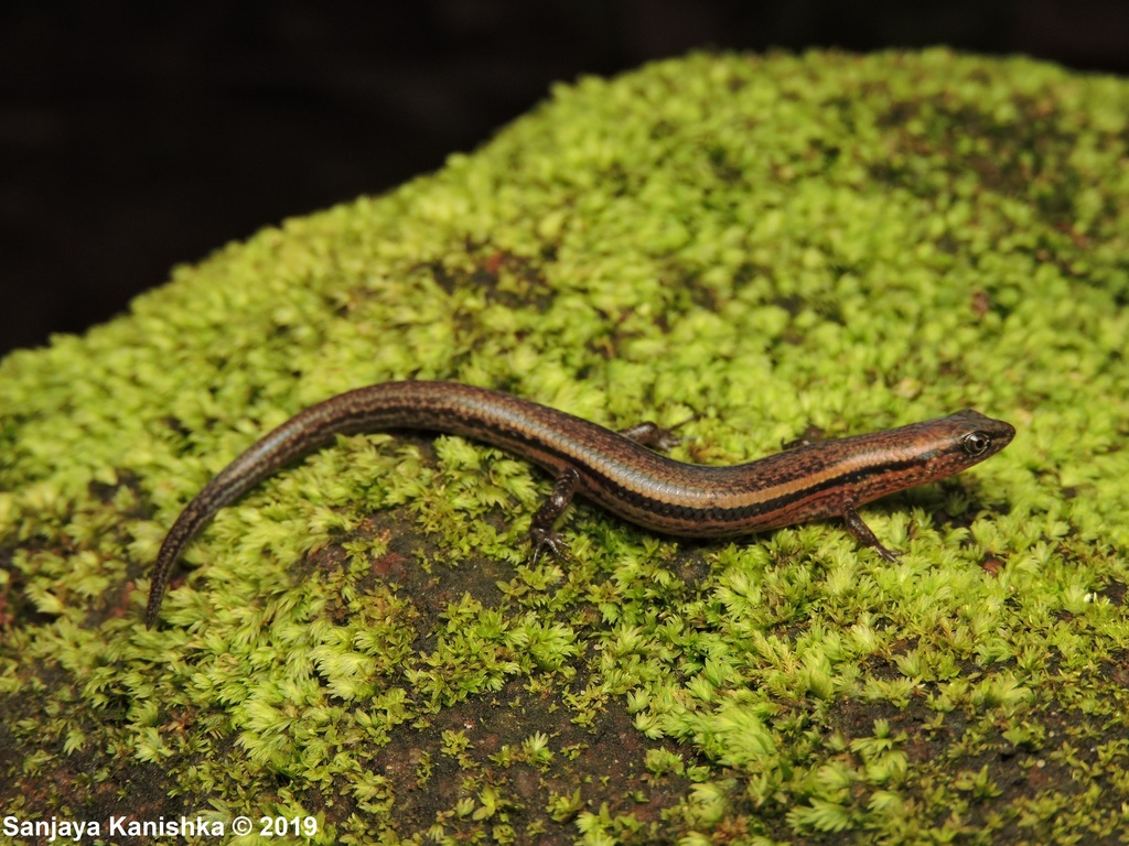 Merrill's Lanka-Skink