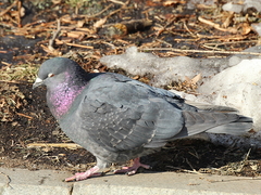 Columba livia domestica