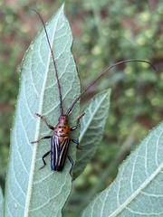 Oxymerus aculeatus