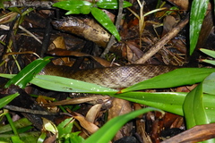 Madagascarophis colubrinus