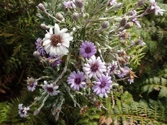 Macrolearia semidentata