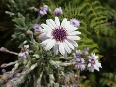 Macrolearia semidentata