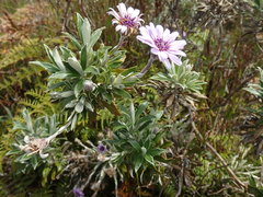 Macrolearia semidentata