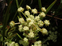 Aciphylla traversii