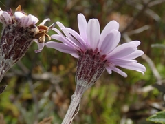 Macrolearia semidentata