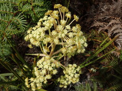 Aciphylla traversii