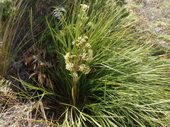 Aciphylla traversii