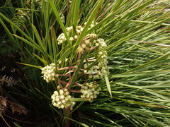 Aciphylla traversii