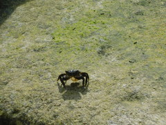 Pachygrapsus socius
