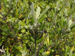 Corokia macrocarpa