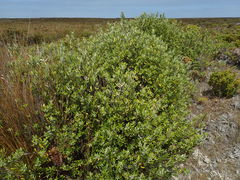 Corokia macrocarpa