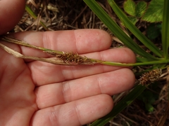 Carex chathamica