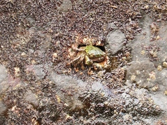 Pachygrapsus socius
