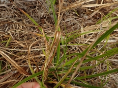 Carex chathamica