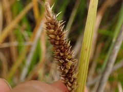 Carex chathamica