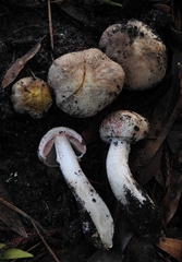 Agaricus arorae