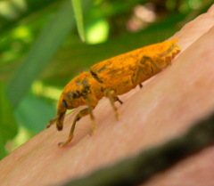 Gasteroclisus