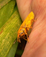Gasteroclisus