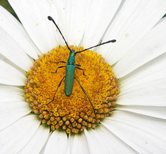 Hypocrites claviger claviger