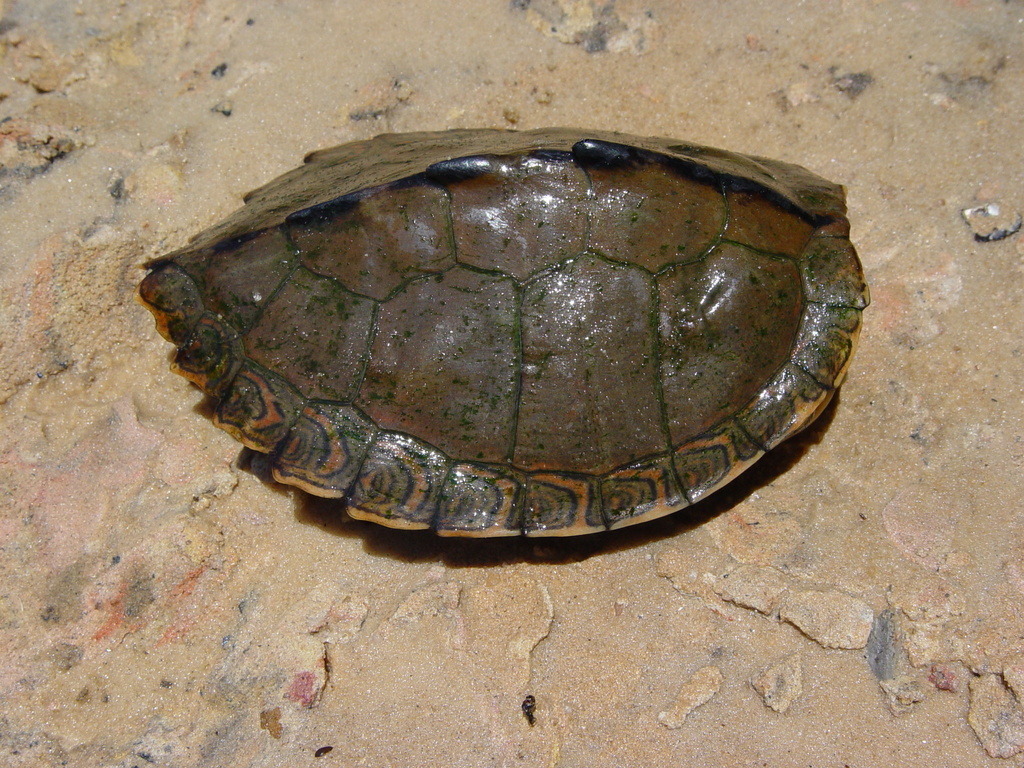 Escambia Map Turtle in May 2008 by Jeff Garner · iNaturalist