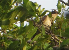 Clamator jacobinus pica