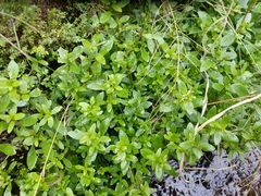 Hygrophila polysperma