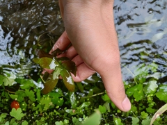 Hygrophila polysperma