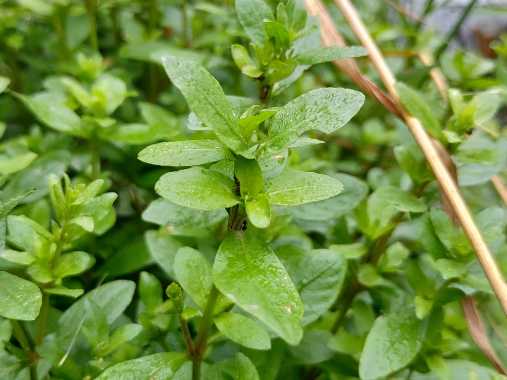 Hygrophile à nombreuses graines (hygrophile indienne) (Hygrophila polysperma)