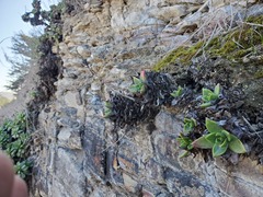 Dudleya farinosa