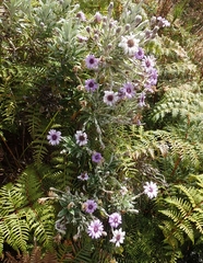 Macrolearia semidentata