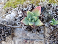Dudleya farinosa