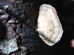 Stereum ostrea
