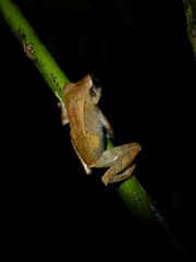 Guibemantis